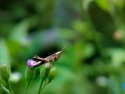 Kamera Makro di Hape Itu Buat Apa Sih?